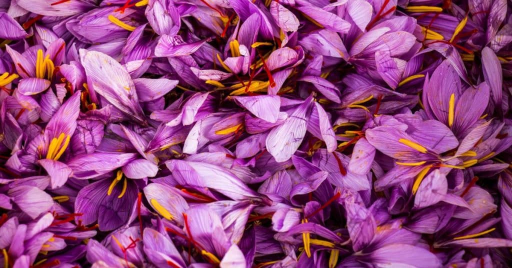 7 ingrédients de soins de la peau que vous devriez connaître