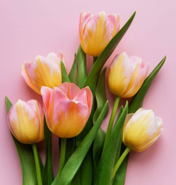 Idées de self-care pour le printemps 2023