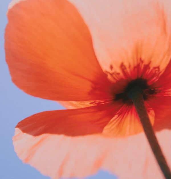 Guide de soins pour la rosacée
